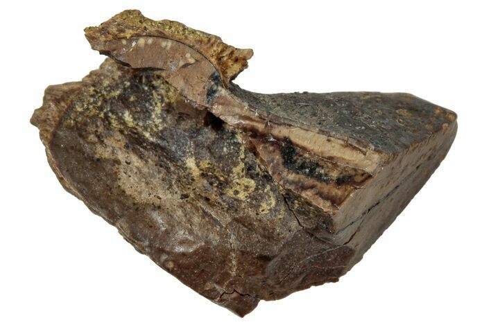 Fossil Triceratops Shed Tooth - Wyoming #358166